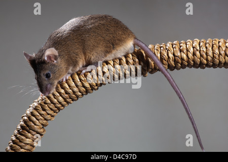 HOUSE MOUSE Mus musculus. Foto Stock
