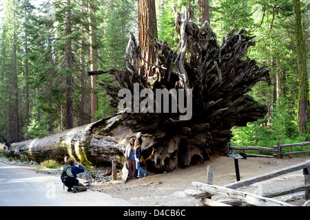 La foto mostra un sradicate sequoia gigante al Parco Nazionale di Yosemite in California, Stati Uniti d'America, 09 novembre 2007. Foto: Maurizio Gambarini Foto Stock