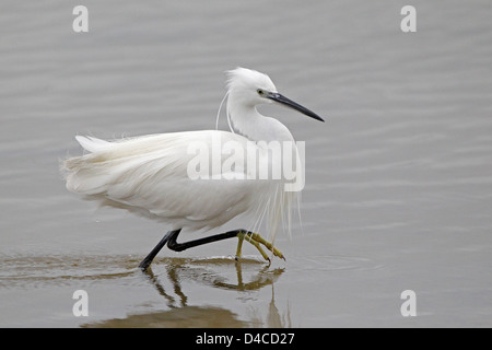 Adulto Garzetta Nel piumaggio di allevamento Foto Stock