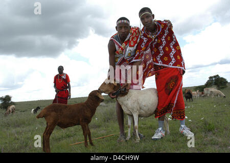 Un gruppo di Maasai è raffigurato con i loro animali nel distretto di Kajiado in Kenya, 04 dicembre 2007. Foto: Sandra Gaetke Foto Stock