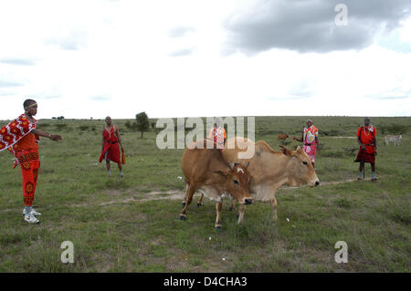 Un gruppo di Maasai è raffigurato con i loro animali nel distretto di Kajiado in Kenya, 04 dicembre 2007. Foto: Sandra Gaetke Foto Stock