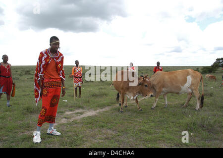 Un gruppo di Maasai è raffigurato con il loro bestiame nel distretto di Kajiado in Kenya, 04 dicembre 2007. Foto: Sandra Gaetke Foto Stock