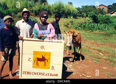 FILE - i dipendenti della banca zebù consegnare un zebù bestiame alla famiglia Ramantsoa in Antsirabe, Madagascar, 2004. Il zebù è stata finanziata da una scuola tedesca di classe. Pilota francese Geay fondato il ?zebù Banca d'oltremare? Nel 1996. Le persone possono acquistare un zebù sulla carta di credito. Gli sponsor sono francese, svizzero, Danese, belgi, italiani, portoghesi, noi Americani e oltre cento tedeschi. Foto: Klaus Heimer Foto Stock