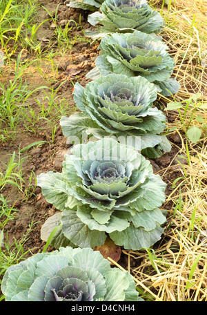 Cavolo cinese ortaggio sul terreno in giardino Foto Stock