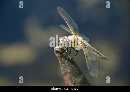 Quattro-spotted Chaser (Libellula quadrimaculata) Foto Stock