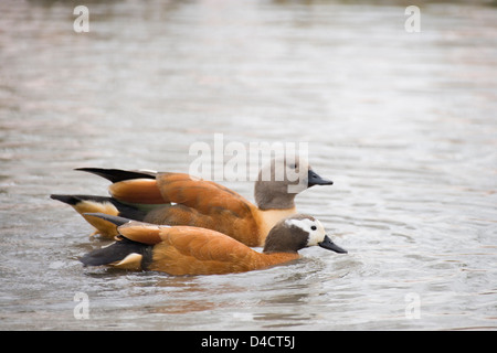 Sud Africano o Cape Shelduck Tadorna cana. Coppia anteriore femmina, Drake dietro. Foto Stock