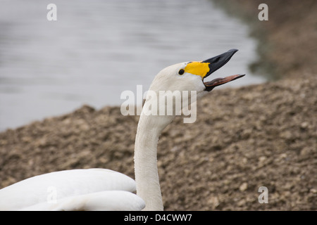 Bewick's Swan Cygnus columbianus bewickii. La tundra Swan. Chiamando. Foto Stock