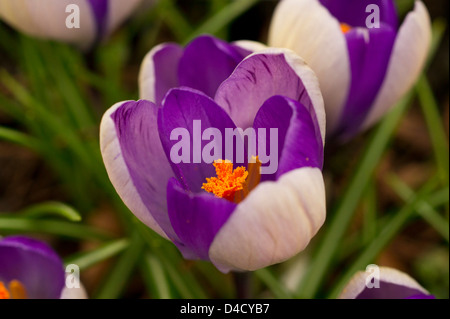 Colorato in due toni di crocus flower Foto Stock