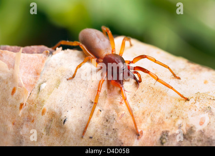 Woodlouse spider (Dysdera crocata), extreme close-up Foto Stock