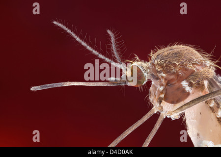 (Zanzara Culex pipiens) proteso con la proboscide, extreme close-up Foto Stock
