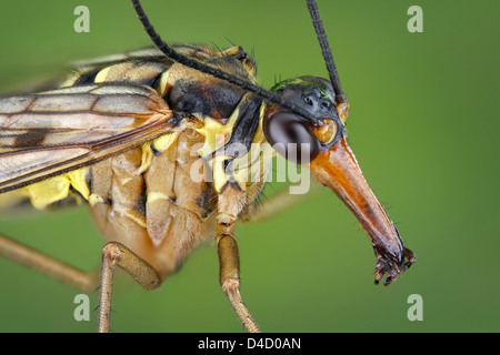 Testa di un maschio (scorpionfly Panorpa communis), extreme close-up Foto Stock