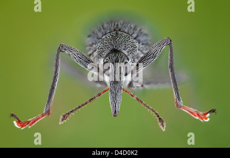 Testa di un curculione Oxystoma ochropus, extreme close-up Foto Stock