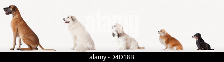 Collage di cani in dimensione decrescente Foto Stock