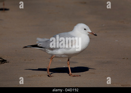 Argento a piedi Gull Larus novaehollandiae Batemans Bay sulla costa sud del NSW Australia Foto Stock