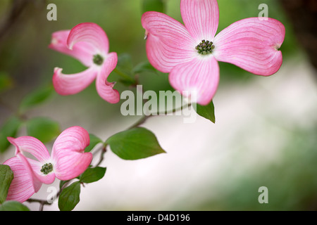 Rosa Cornus Kousa Foto Stock