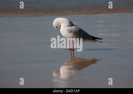 Argento preening Gabbiano stesso sulla spiaggia per il surf Larus novaehollandiae Batemans Bay sulla costa sud del NSW Australia Foto Stock