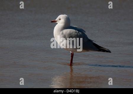 Silver Gull Larus novaehollandiae permanente sulla sabbiosa spiaggia da surf Batemans Bay sulla costa sud del NSW Australia Foto Stock