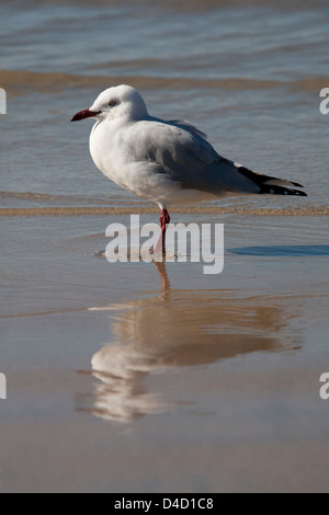 Silver Gull Larus novaehollandiae permanente sulla sabbiosa spiaggia da surf Batemans Bay sulla costa sud del NSW Australia Foto Stock