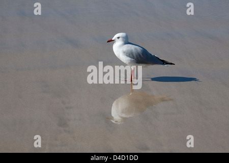 Silver Gull Larus novaehollandiae Batemans Bay sulla costa sud del NSW Australia Foto Stock