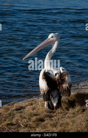 Vista posteriore del pellicano Australiano con ali estesa per essiccazione a Bermagui Sapphire Coast NSW Australia Foto Stock