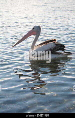 Pellicano australiano di nuoto in acqua a Bermagui Sapphire Coast NSW Australia Foto Stock