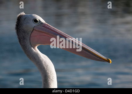 Close up ritratto di Australian Pelican Bermagui Sapphire Coast NSW Australia Foto Stock