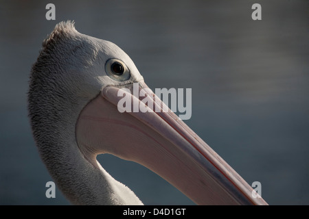 Close up ritratto di Australian Pelican Bermagui Sapphire Coast NSW Australia Foto Stock