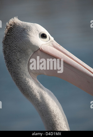 Close up ritratto di Australian Pelican Bermagui Sapphire Coast NSW Australia Foto Stock