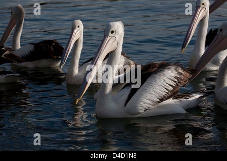 Gregge di Australian Pelican boat ramp Bermagui Sapphire Coast NSW Australia Foto Stock