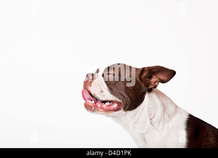 Close up del cane faccia ansimazione Foto Stock