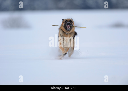 Pastore Tedesco cane nella neve, Alto Palatinato, Germania, Europa Foto Stock