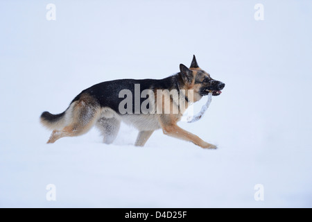 Pastore Tedesco di neve Alto Palatinato, Germania, Europa Foto Stock