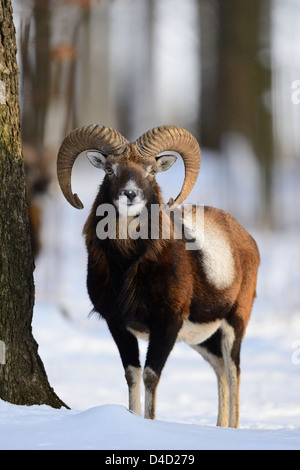 Muflone Europeo, Ovis orientalis musimon nella neve, Baviera, Germania, Europa Foto Stock