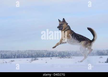 Pastore Tedesco cane nella neve, Alto Palatinato, Germania, Europa Foto Stock