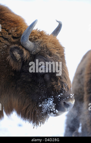 Wisent, Bison bonasus, Baviera, Germania, Europa Foto Stock