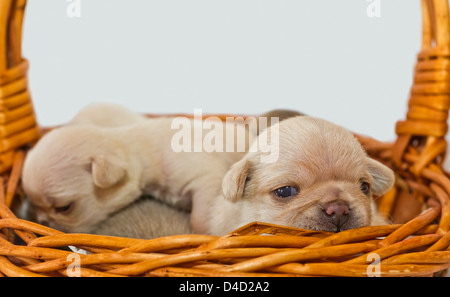 Pug cuccioli di cane in un cesto di vimini Foto Stock