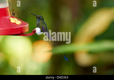 Avviato Racket-coda, Ocreatus underwoodii, Ecuador, Sud America, America Foto Stock