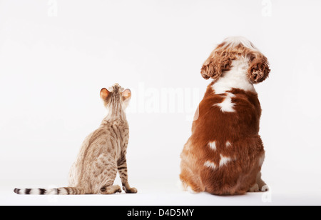 Cane e gatto cercando insieme Foto Stock