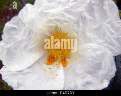 La foto mostra il polline giallo su un bianco cisto, vicino a Malpartida, 16 aprile 2007. Foto: Hinrich Baesemann Foto Stock