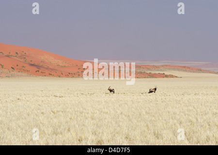 Gemsbok, Oryx gazella e dune di sabbia rossa, Namib Naukluft National Park, Namib, Africa Foto Stock