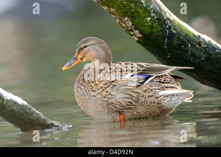 Femmina di germano reale (Anas platyrhynchos) in Augsburg Zoo, Germania Foto Stock