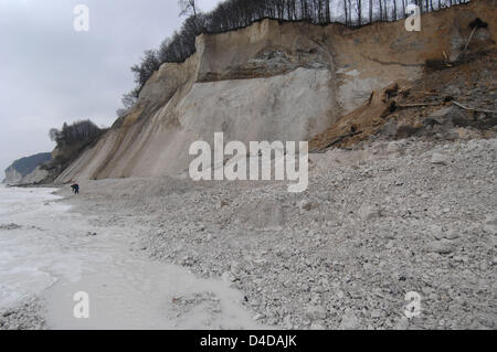 Un uomo alla ricerca di fossili è raffigurato in bianco gesso scogliere sull isola tedesca Ruegen, in Sassnitz, Germania, 10 aprile 2008. Complessivamente 20.000 metri cubi di chalk ruppe le scogliere di ieri in questa posizione di ieri. Questo è il più grande si rompono in quanto la spettacolare caduta della Wissower Klinken tre anni fa. Su altre ubicazioni al 16km lungo famose scogliere break off w Foto Stock