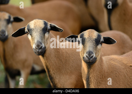 Allevamento di pecore del Camerun, ritratto Foto Stock