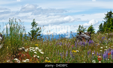 Estate di fiori di campo in un prato con montagne innevate sullo sfondo Foto Stock