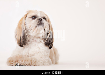 Dog sitter su pavimento Foto Stock