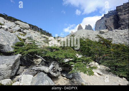 Un recedono faggi (specie Nothofagus) tree accanto al percorso per il Mirador Las Torres Foto Stock