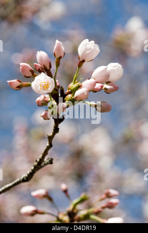 La molla di fiori di ciliegio contro il cielo blu, close-up Foto Stock