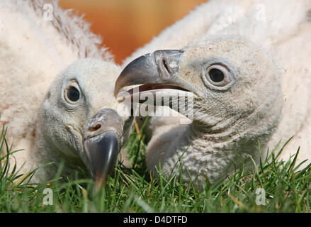 Avvoltoio fledlings Tristan (fondo) e Isotta (top) mostrato come essi sono presentati alla stampa presso lo zoo di Hannover, Germania, 23 aprile 2008. Gli avvoltoi non tratteggiata in marzo e sono state bottiglia-sollevato per una volta diventato fino ad un metro di grandi dimensioni con un intervallo di 2,80 metri. Gli uccelli che erano comuni in tedesco fino al XIV secolo hanno gli occhi di eccellente in grado di sidcovering un 30-centi Foto Stock