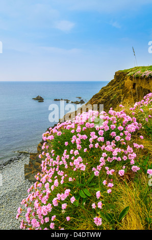 La parsimonia crescente sulla rupe a Cornborough scogliere vicino Condino, Devon, Inghilterra. Foto Stock