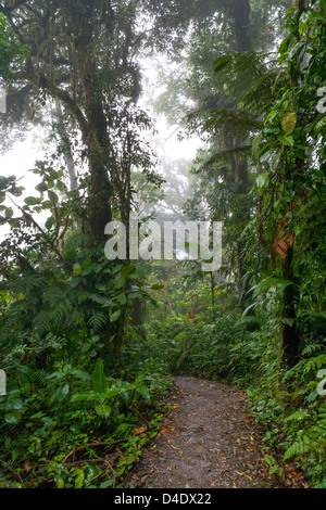 Un percorso attraverso la Monteverde Cloud Forest. Foto Stock